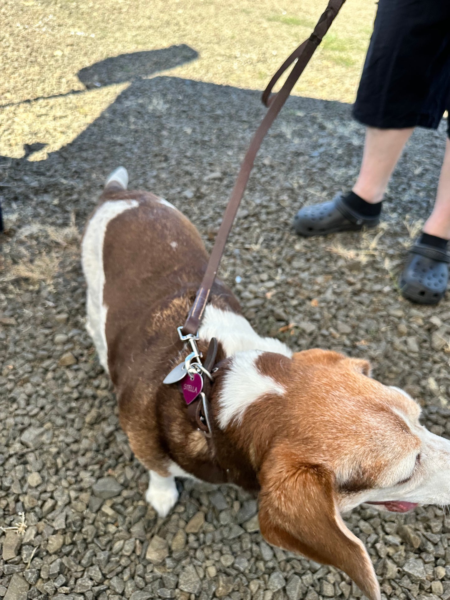 Equestrian-Inspired Durable Dog Leash – Perfect for Walking & Training
