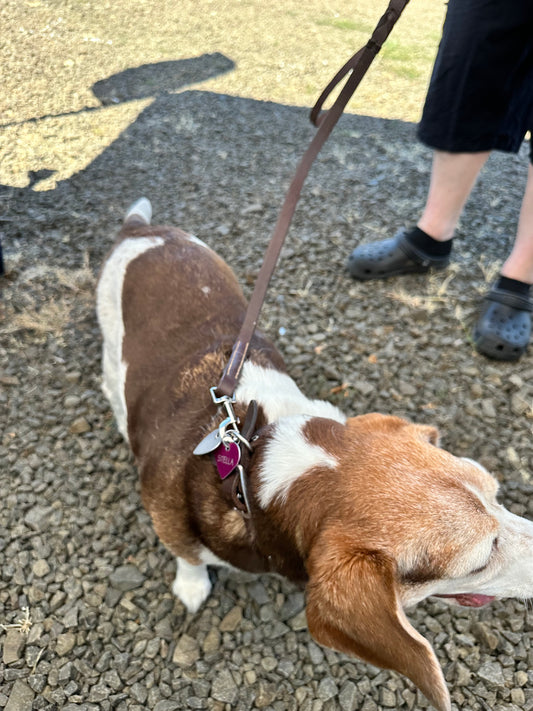 Equestrian-Inspired Durable Dog Leash – Perfect for Walking & Training